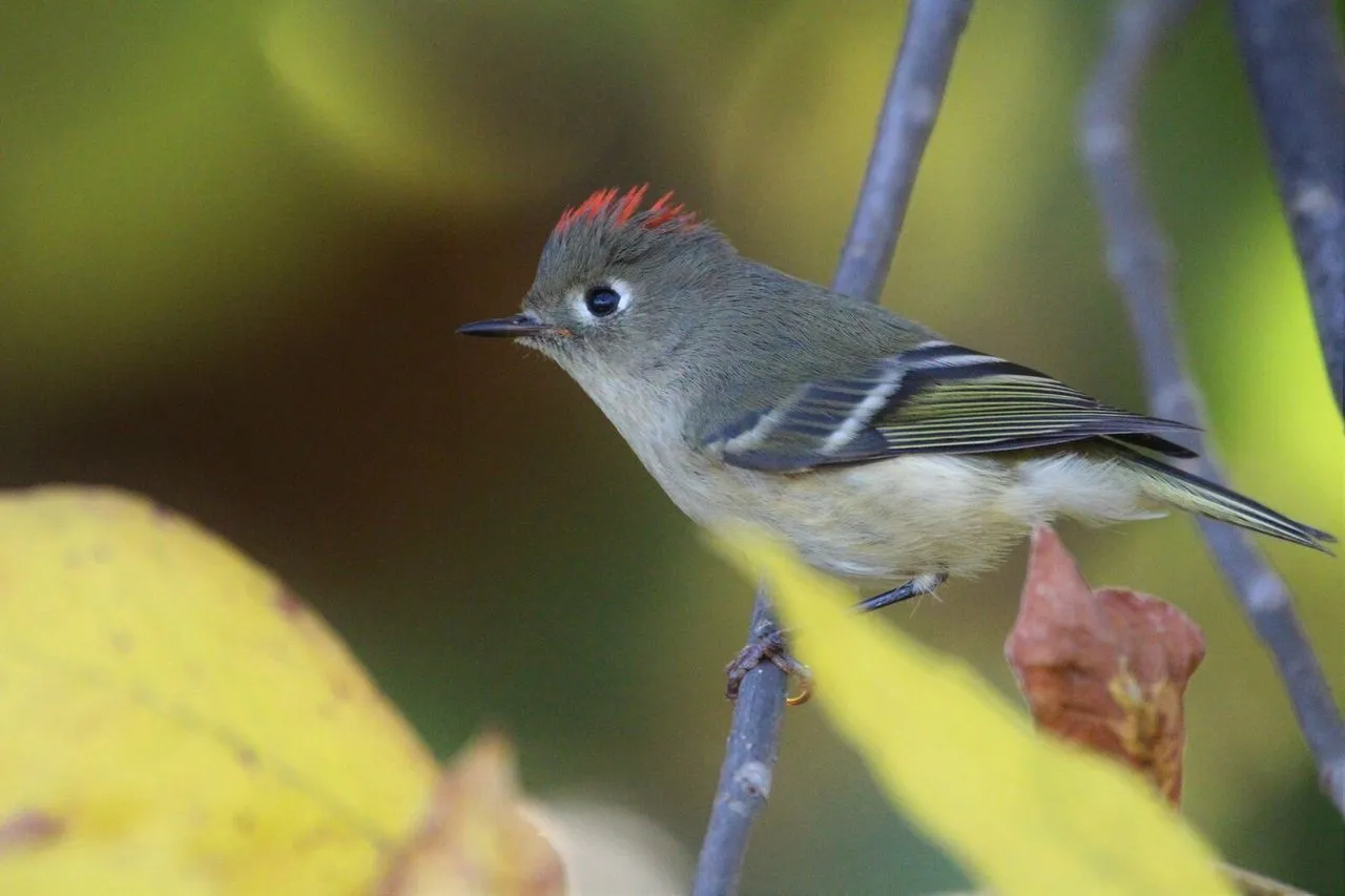A Guide to Birdwatching in Staten Island’s Parks